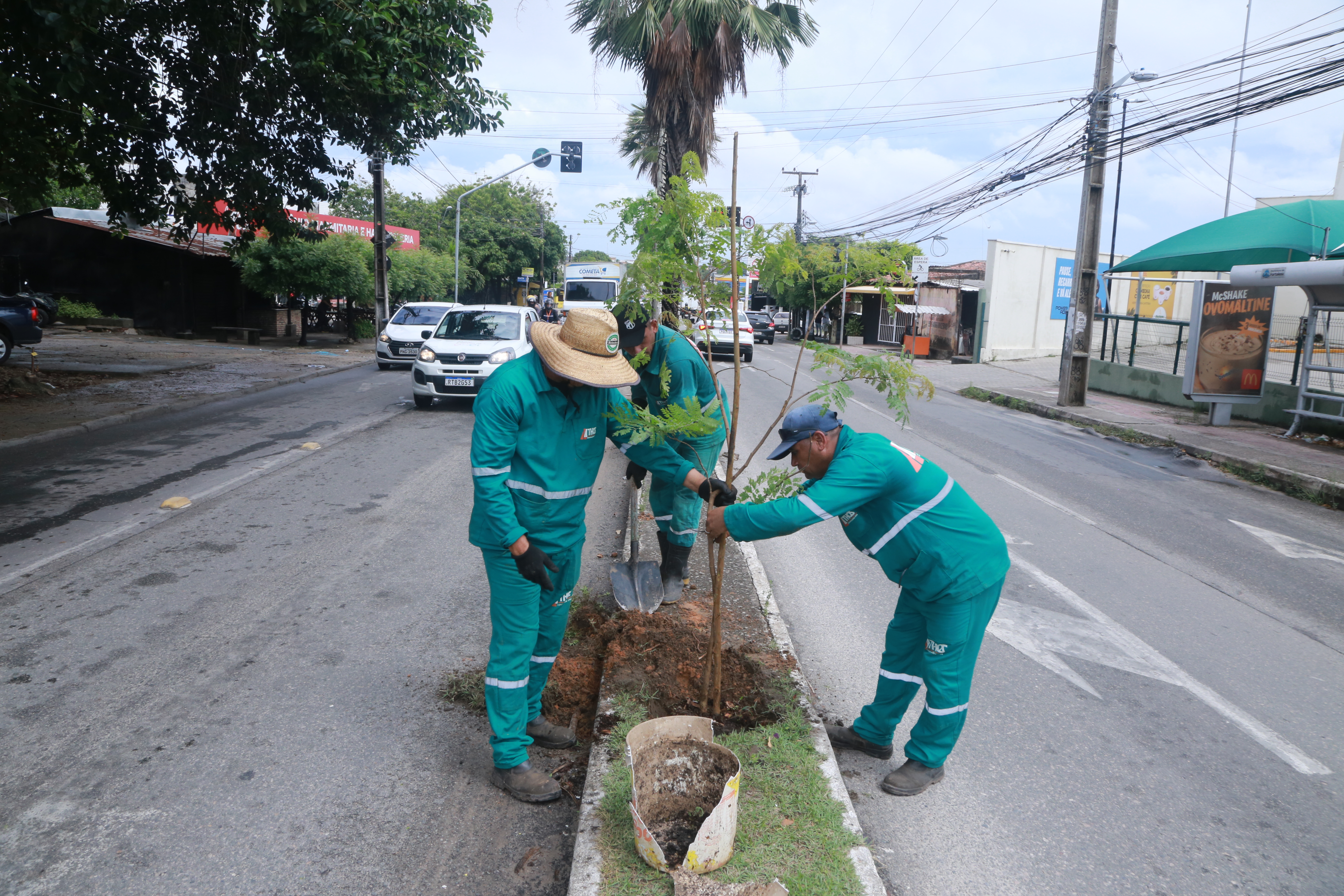 homens plantando muda numa avenida